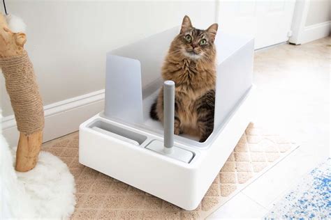 best affordable litter box